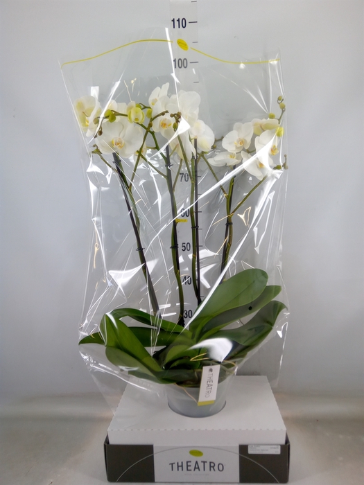 <h4>Phalaenopsis   ...white</h4>
