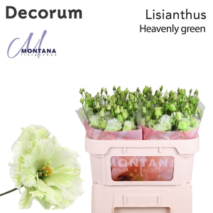 Lisianthus Dye heavenly green