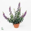 Angelonia Angelmist Purple