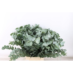 Euca Cinerea 65 Cm P Stem