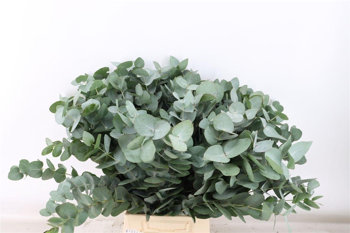 <h4>Euca Cinerea 65 Cm P Stem</h4>