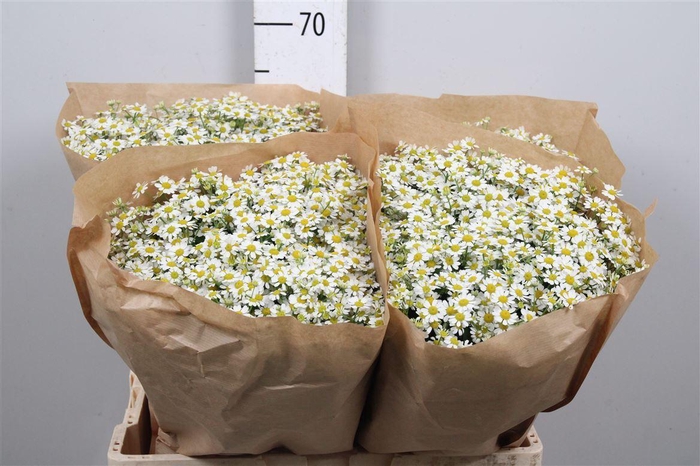 <h4>Tana Pa Single Vegmo</h4>