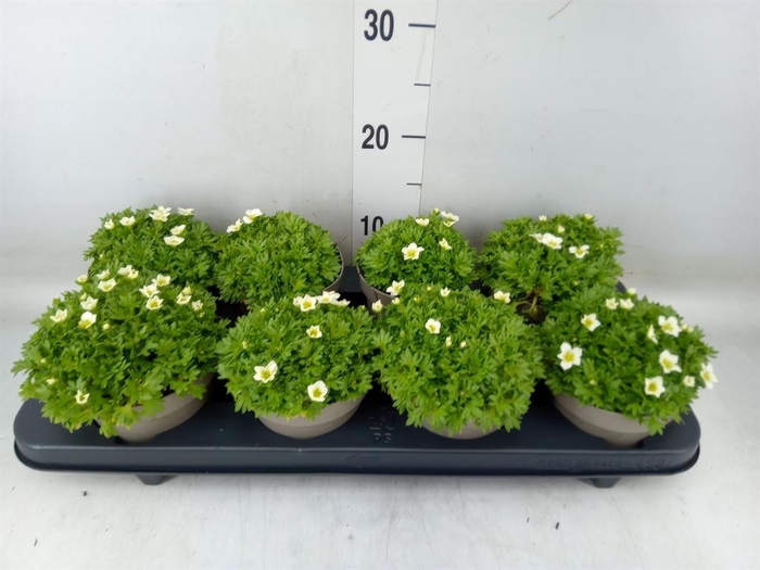 <h4>Saxifraga arend. 'Touran Lrg White'</h4>