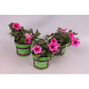 Petunia surfinia Hot Pink 05