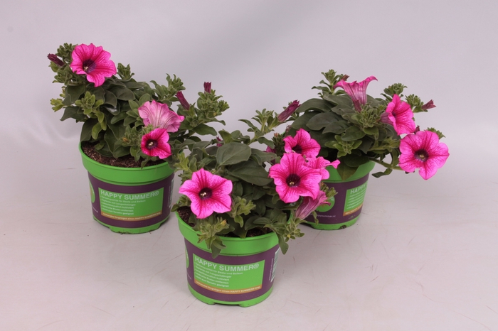 <h4>Petunia surfinia Hot Pink 05</h4>
