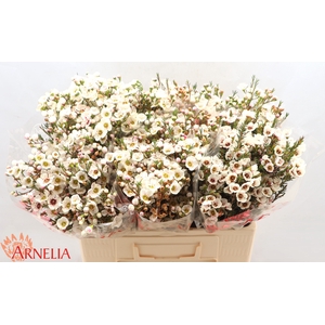 Chamelaucium Rhiannon