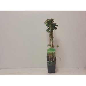Parthenocissus veitchii