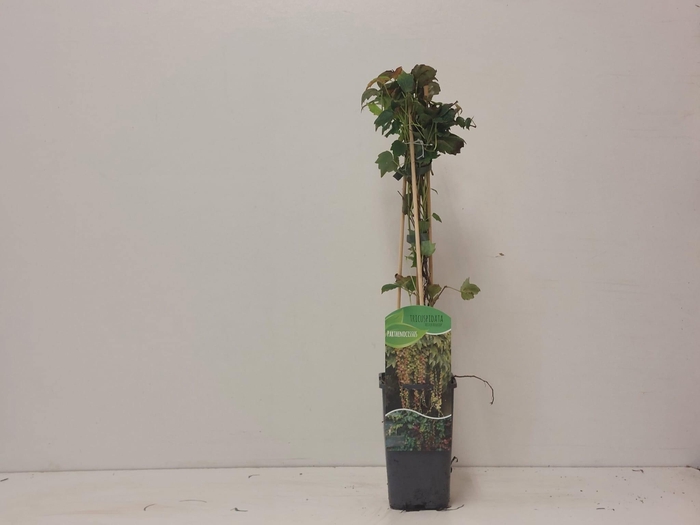 <h4>Parthenocissus veitchii</h4>