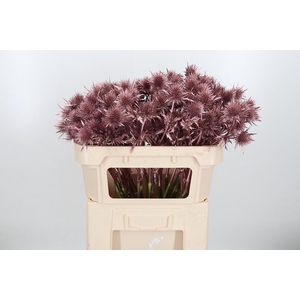 Eryn Supernova Kl Bh Rose Goud