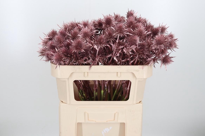 <h4>Eryn Supernova Kl Bh Rose Goud</h4>