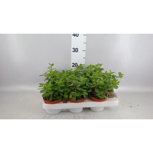Portulacaria afra