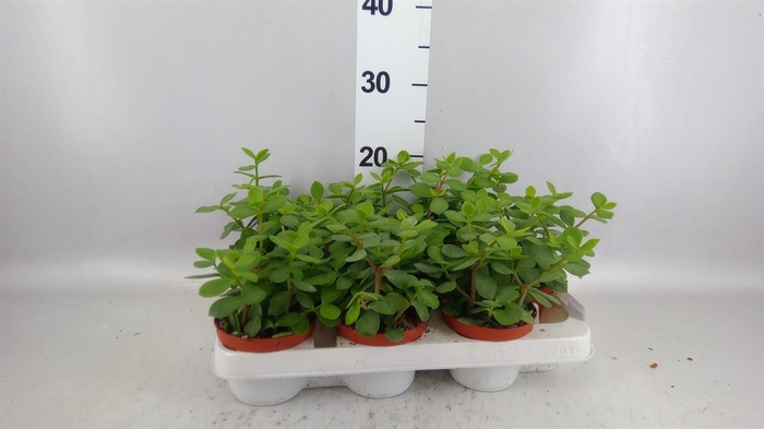<h4>Portulacaria afra</h4>