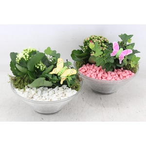 arr2 PL - Glas ribbel schaal x3 - roze/wit