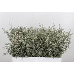 Limonium Misty White