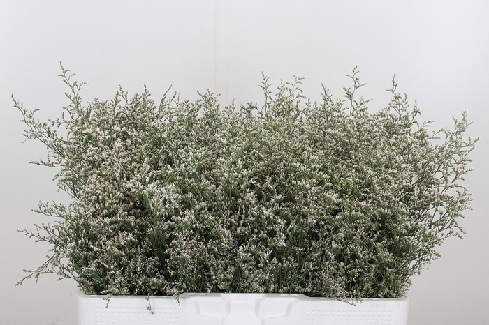 <h4>Limonium Misty White</h4>