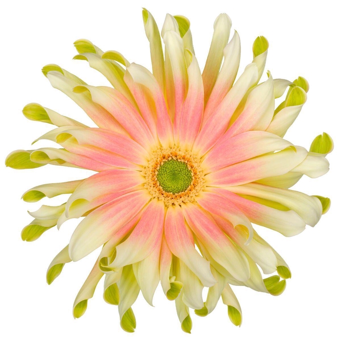 <h4>GE KV PASTA NABI</h4>