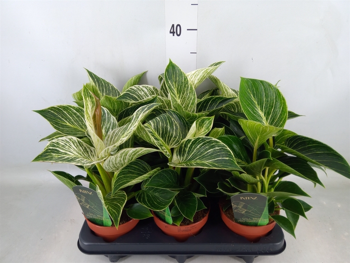 <h4>Philodendron   ...</h4>