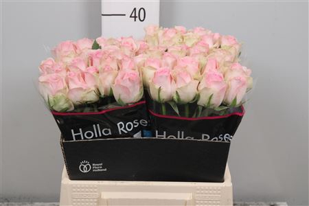 <h4>R Gr Avalanche Sorb+</h4>