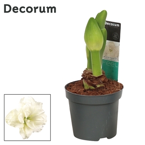 Hippeastrum Kolibri Alfresco 2 Knop (Decorum)