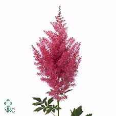 ASTIL AR BOOG WOOGIE