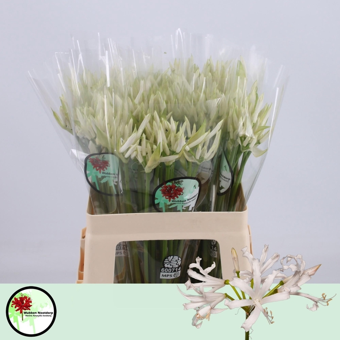 <h4>NE BO WHITE CHARM</h4>