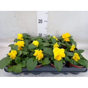 Viola wr. 'Matrix Yellow'