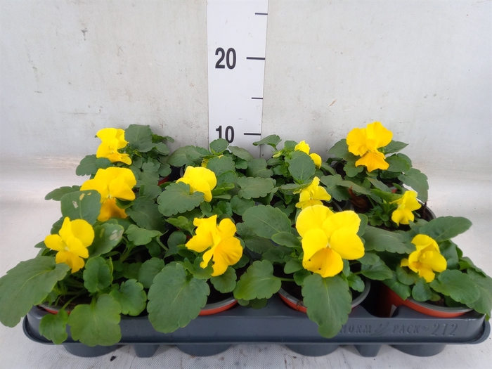 <h4>Viola wr. 'Matrix Yellow'</h4>
