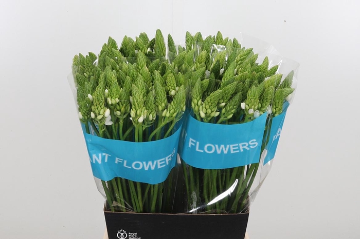 <h4>Ornithogalum Thyrsoides</h4>