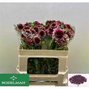 SCAB SWEET CHERRY SCOOP