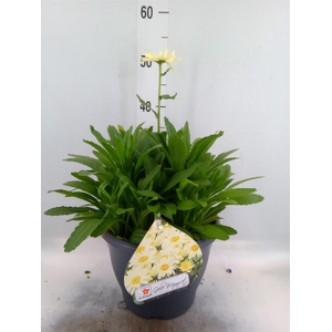 Leucanthemum sup. 'West Star Leo'