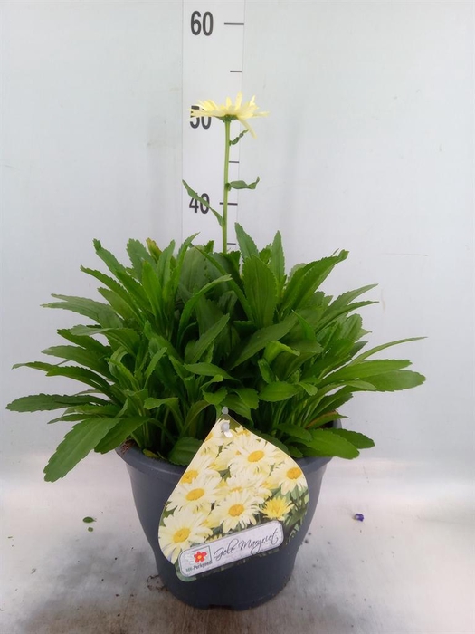 <h4>Leucanthemum sup. 'West Star Leo'</h4>