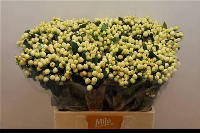 <h4>HYP MAG ROYAL CREAM</h4>