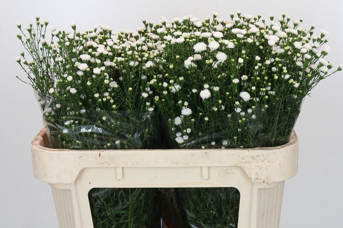 <h4>Aster White Gypsy</h4>