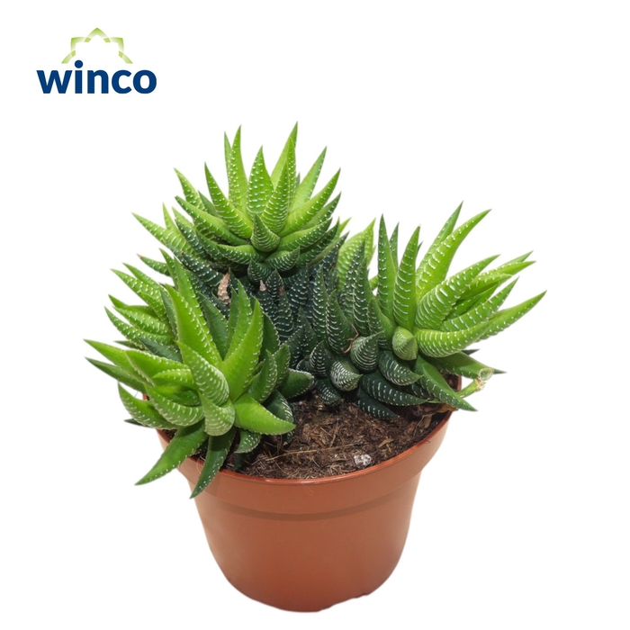 <h4>Haworthia Coarctata</h4>