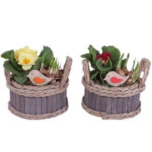 Arr.   Tuinplanten L%