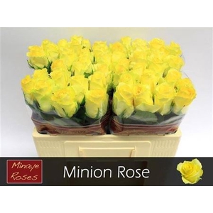 R Gr Minion Rose