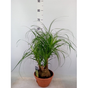 Beaucarnea recurvata