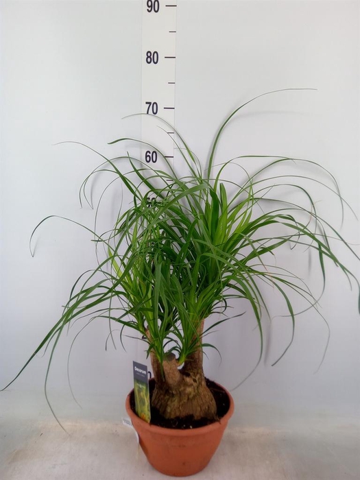 <h4>Beaucarnea recurvata</h4>
