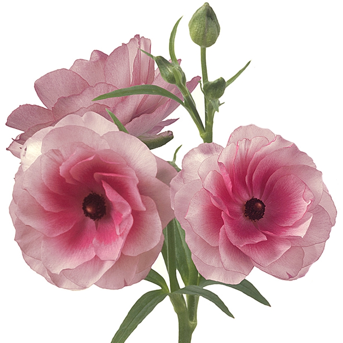 <h4>Ranunculus Butterfly Hera</h4>