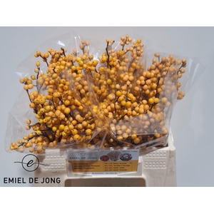 ILEX VE GOLD VERBOOM