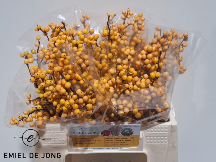 <h4>ILEX VE GOLD VERBOOM</h4>
