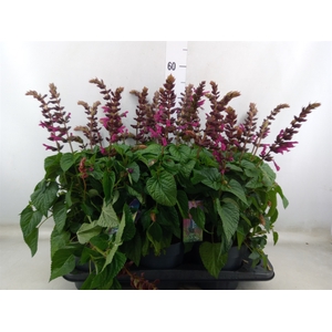 Salvia  'Salgoon Lake Flamingo'