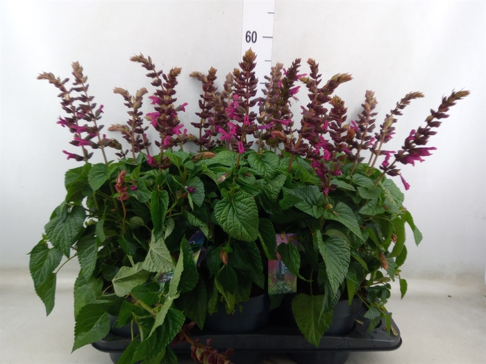 <h4>Salvia  'Salgoon Lake Flamingo'</h4>