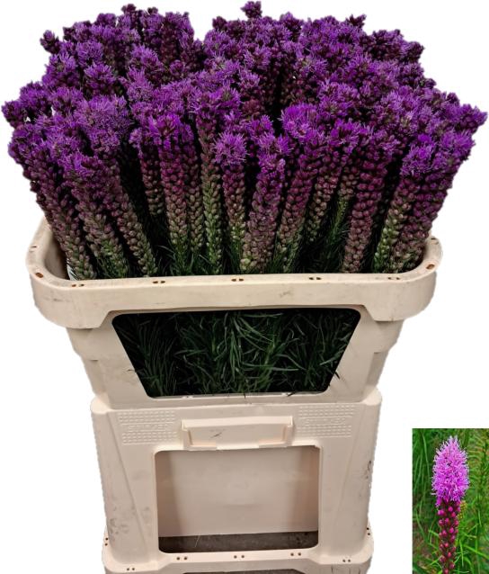 <h4>LIATRIS CALLILEPIS</h4>