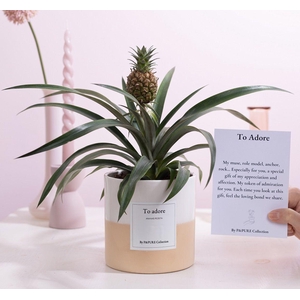 Ananas Rosita Gift 