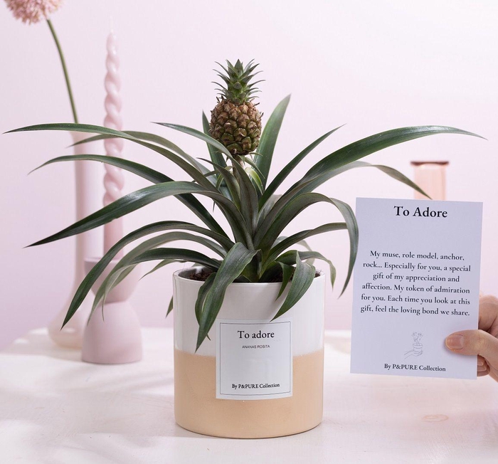 <h4>Ananas Rosita Gift "To adore" WITH GREETING CARD!!!</h4>