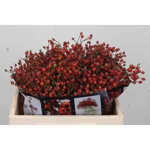 Rosehip Autumn Rosefruits