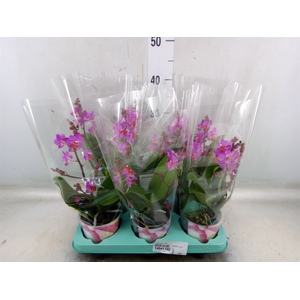 Phalaenopsis   ...lilac
