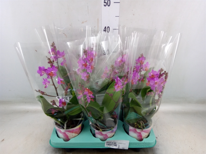 <h4>Phalaenopsis   ...lilac</h4>