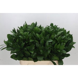 RUSCUS HYPOPHYLLUM